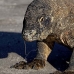 dragon_komodo_hsb_rinca_v_0632_kom2399.jpg